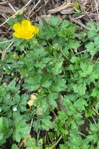 <i>Ranunculus repens</i>