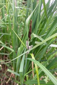 <i>Carex riparia</i>