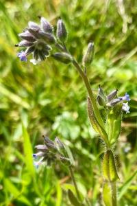 <i>Myosotis discolor</i>