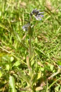 <i>Myosotis discolor</i>