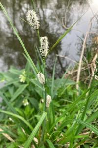 <i>Carex acutiformis</i>