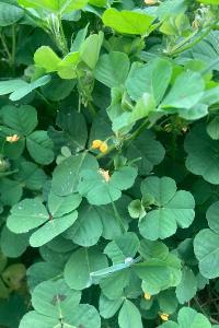 <i>Medicago polymorpha</i>