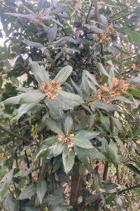 <i>Laurus nobilis</i>