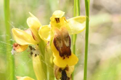 <i>Ophrys</i>