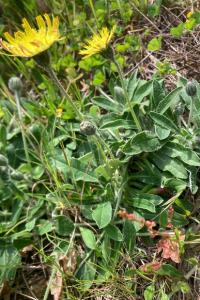 <i>Pilosella officinarum</i>