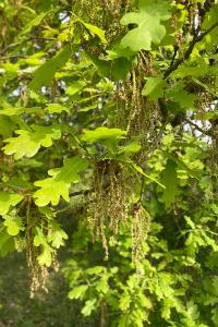 <i>Quercus robur</i>