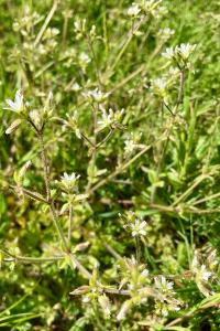 <i>Cerastium glomeratum</i>