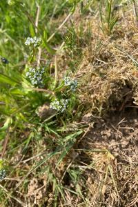 <i>Valerianella locusta</i>