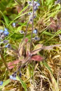 <i>Myosotis ramosissima</i>