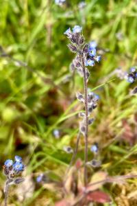 <i>Myosotis ramosissima</i>