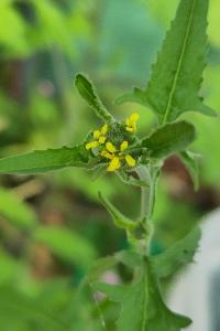 <i>Sisymbrium officinale</i>