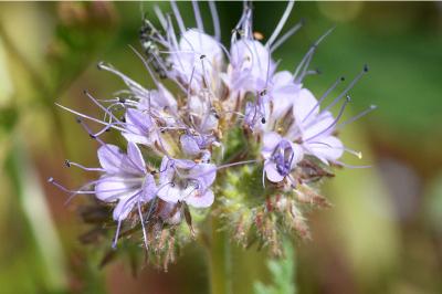 <i>Phacelia tanacetifolia</i>