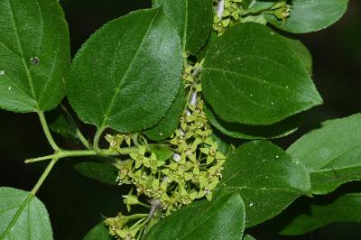 <i>Rhamnus cathartica</i>
