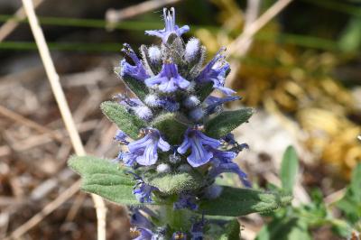 <i>Ajuga genevensis</i>