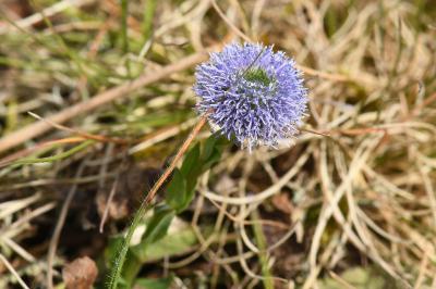 <i>Globularia bisnagarica</i>