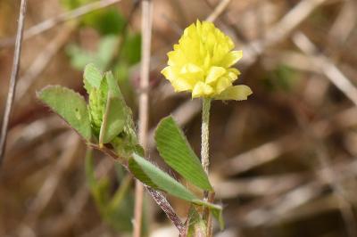 <i>Trifolium campestre</i>