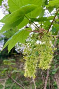 <i>Acer pseudoplatanus</i>