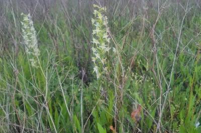 <i>Platanthera chlorantha</i>