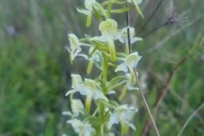 <i>Platanthera chlorantha</i>
