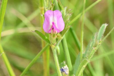 <i>Vicia sativa</i>