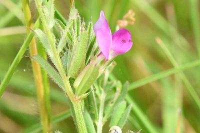 <i>Vicia sativa</i>