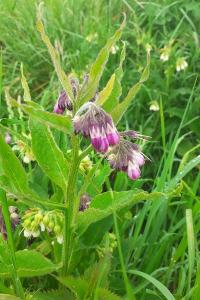 <i>Symphytum officinale</i>