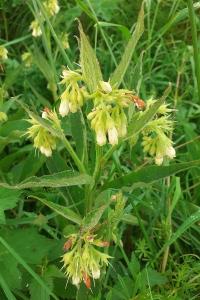 <i>Symphytum officinale</i>
