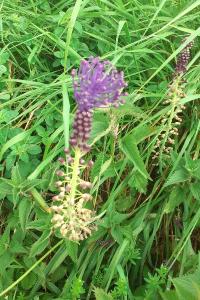 <i>Muscari comosum</i>