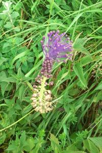 <i>Muscari comosum</i>