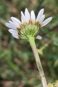 <i>Leucanthemum ircutianum</i>