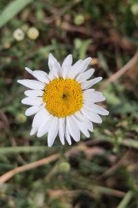 <i>Leucanthemum ircutianum</i>