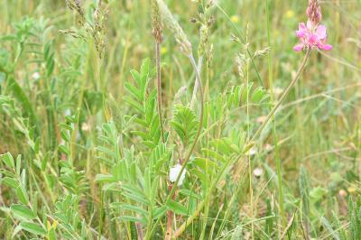 <i>Onobrychis viciifolia</i>