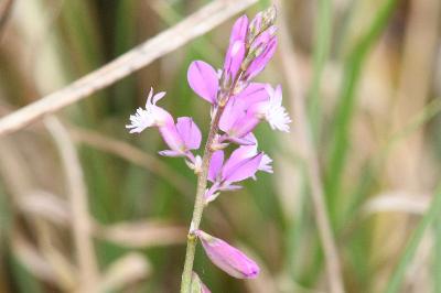 <i>Polygala vulgaris</i>