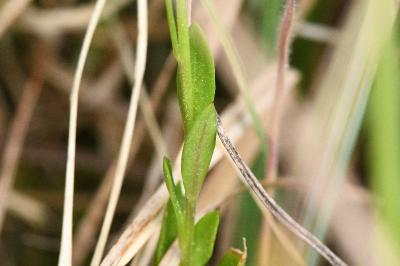 <i>Polygala vulgaris</i>