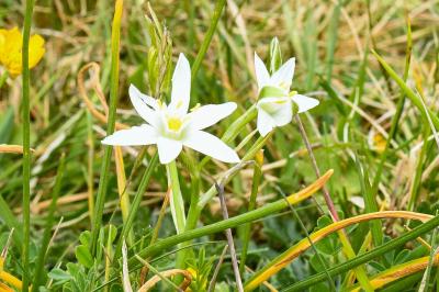 <i>Ornithogalum divergens</i>