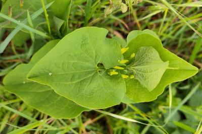 <i>Aristolochia clematitis</i>