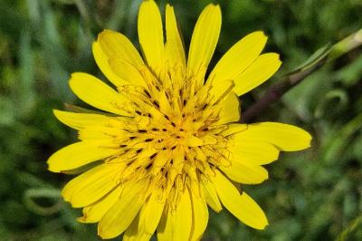 <i>Tragopogon pratensis</i>