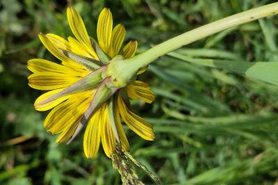 <i>Tragopogon pratensis</i>