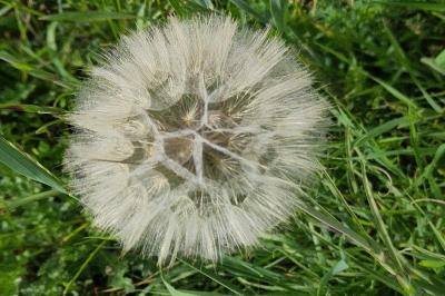 <i>Tragopogon pratensis</i>