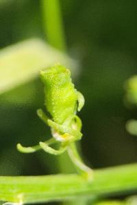<i>Reseda lutea</i>