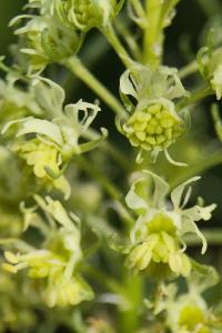 <i>Reseda lutea</i>