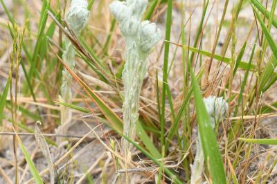 <i>Bombycilaena erecta</i>