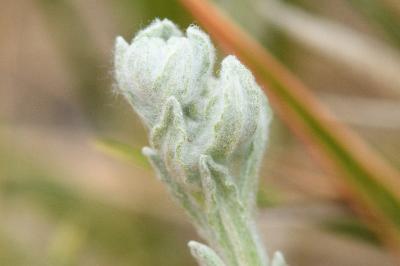 <i>Bombycilaena erecta</i>