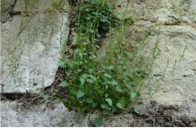 <i>Campanula rotundifolia</i>