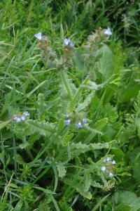 <i>Lycopsis arvensis</i>