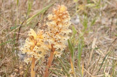 <i>Orobanche amethystea</i>