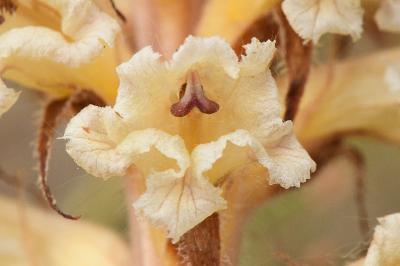<i>Orobanche amethystea</i>
