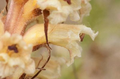 <i>Orobanche amethystea</i>