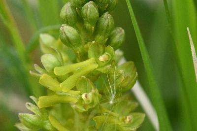 <i>Neottia ovata</i>