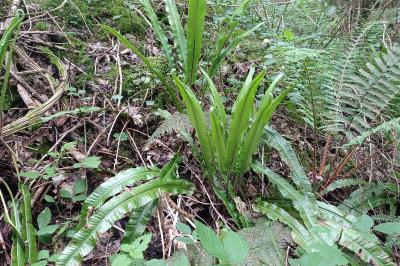 <i>Asplenium scolopendrium</i>